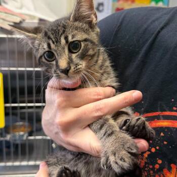 Petrie -  Domestic Short Hair Cat for Adoption in Blairsville, Georgia - Petrie | PetCurious