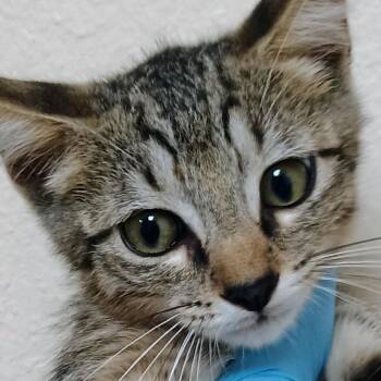 Wickersham -  Domestic Medium Hair Cat for Adoption in Palestine, Texas - Wickersham | PetCurious