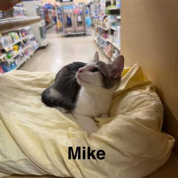 Mike -  Domestic Short Hair Cat for Adoption in Hazlet, New Jersey - Mike | PetCurious