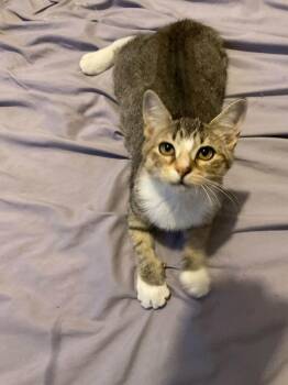 Samantha -  Domestic Short Hair Cat for Adoption in Oviedo, Florida - Samantha | PetCurious