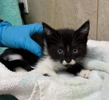 Domestic Short Hair Cats Available for Adoption in Honolulu, Hawaii - Checkers | PetCurious