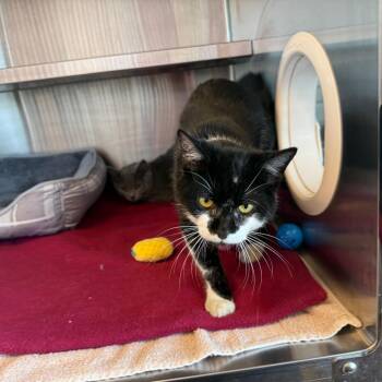 Domestic Short Hair Cats Available for Adoption in Madisonville, Tennessee - Snuggles | PetCurious