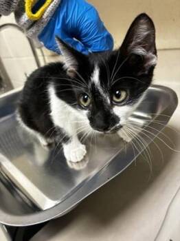 Radiator -  Domestic Short Hair Cat for Adoption in Wichita, Kansas - Radiator | PetCurious