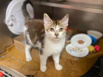 MCMUFFIN -  Domestic Short Hair Cat for Adoption in Fort Wayne, Indiana - MCMUFFIN | PetCurious