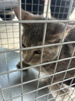 Domestic Short Hair Cats Available for Adoption in Lafayette, Indiana - Samara (T12) | PetCurious