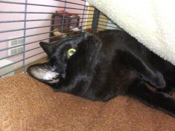 Rescue Domestic Short Hair Cats for Adoption in Libby, Montana - Mig | PetCurious