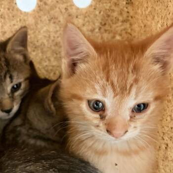 Domestic Short Hair Cats Available for Adoption in Philadelphia, Pennsylvania - Dagwood | PetCurious