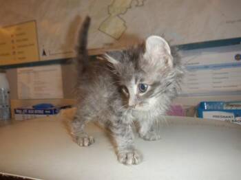 Domestic Short Hair Cats Available for Adoption in San Jose, California - A1406339 | PetCurious