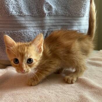 Oatmeal Raisin -  Domestic Short Hair Cat for Adoption in Stephenville, Texas - Oatmeal Raisin | PetCurious