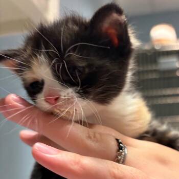 Domestic Short Hair Cats Available for Adoption in Chattanooga, Tennessee - Salted Caramel | PetCurious