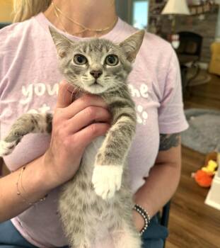 Rude Awakening (Available for pre-adoption) -  Domestic Short Hair Cat for Adoption in Camden, South Carolina - Rude Awakening (Available For Pre-adoption) | PetCurious