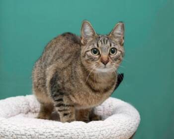 Rescue Domestic Short Hair Cats for Adoption in Parma, Ohio - Shaunese | PetCurious