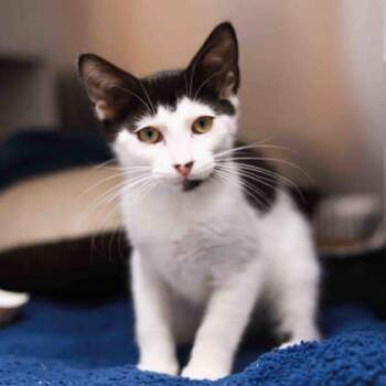 Frank Zappa -  Domestic Short Hair Cat Available for Adoption in Atlanta, Georgia - Frank Zappa | PetCurious