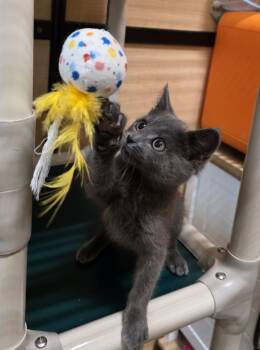 Igor (FCID# 06/04/2026 - 54 Glen Mills PS) -  Domestic Short Hair Cat for Adoption in Greenville, Delaware - Igor (FCID# 06/04/2026 - 54 Glen Mills PS) | PetCurious