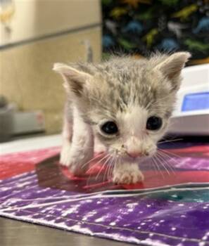 A1927114 -  Domestic Short Hair Cat for Adoption in Riverside, California - A1927114 | PetCurious