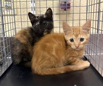 TORI -  Domestic Short Hair Cat for Adoption in Fort Myers, Florida - TORI | PetCurious