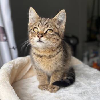 Blackberry -  Domestic Short Hair Cat for Adoption in Lyndhurst, Virginia - Blackberry | PetCurious