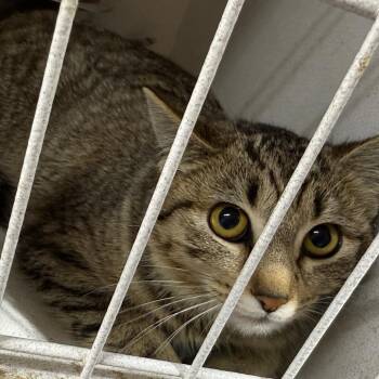 Domestic Short Hair Cats Available for Adoption - Nugget | PetCurious