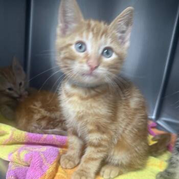 Domestic Short Hair Cats Available for Adoption in Normal, Illinois - Joey | PetCurious