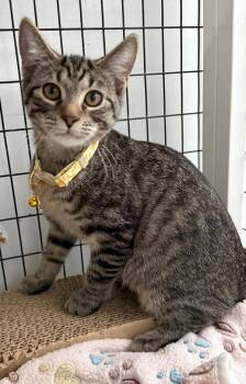 Gabby -  Domestic Short Hair Cat for Adoption in St. Augustine, Florida - Gabby | PetCurious