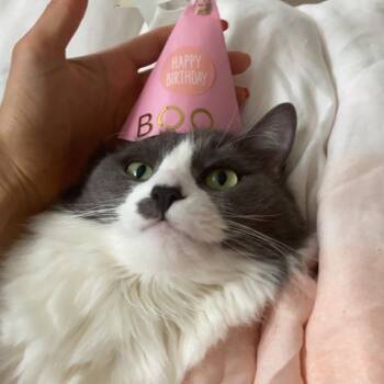 Rescue Domestic Long Hair Cats for Adoption in Huntington Beach, California - Boo | PetCurious