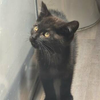 Mercedes -  Domestic Short Hair Cat for Adoption in Salt Lake City, Utah - Mercedes | PetCurious