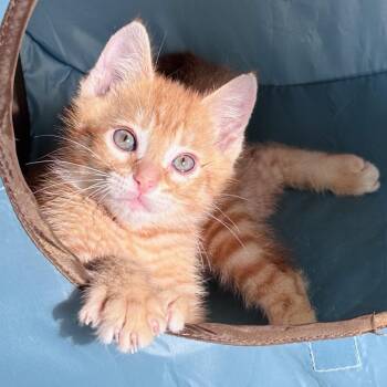 Domestic Short Hair Cats Available for Adoption in Sarasota, Florida - Sunny | PetCurious