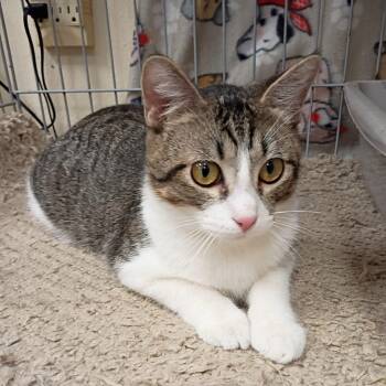 Domestic Short Hair Cats Available for Adoption in Kerrville, Texas - Rocky | PetCurious