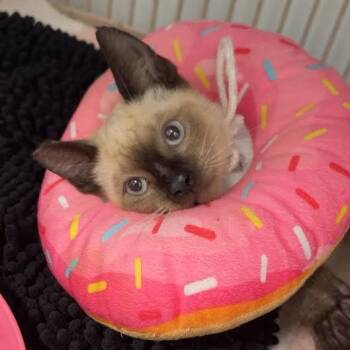 Toni -  Domestic Short Hair Cat for Adoption in Blairsville, Georgia - Toni | PetCurious