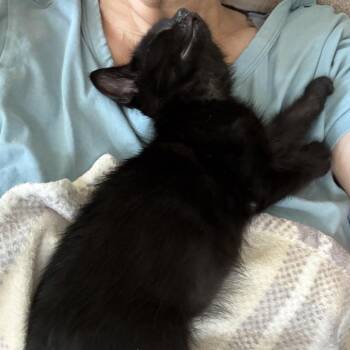 Percy -  Domestic Short Hair Cat for Adoption in Peachtree City, Georgia - Percy | PetCurious