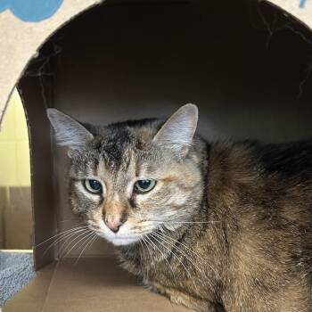 Puffmallow -  Domestic Short Hair Cat for Adoption in West Olive, Michigan - Puffmallow | PetCurious