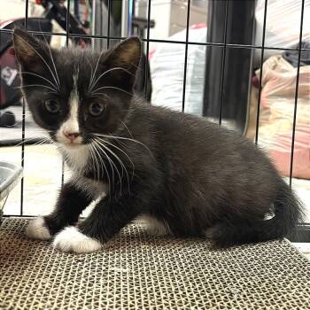 Ralphie -  Domestic Short Hair Cat for Adoption in Wichita, Kansas - Ralphie | PetCurious