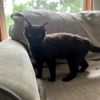 Millicent -  Domestic Short Hair Cat for Adoption in Fairfax Station, Virginia - Millicent | PetCurious