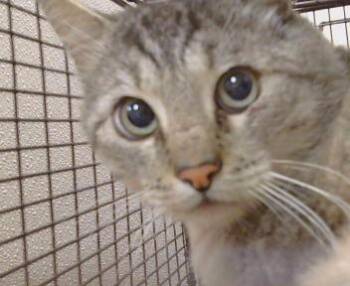 A928768 -  Domestic Short Hair Cat for Adoption in Sacramento, California - A928768 | PetCurious