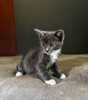 Rescue Domestic Short Hair and Russian Blue Cats for Adoption in Syosset, New York - Casey | PetCurious
