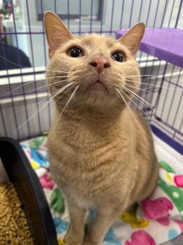 Rusty -  Domestic Short Hair Cat for Adoption in Denham Springs, Louisiana - Rusty | PetCurious