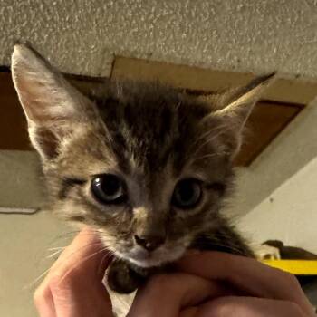 Domestic Short Hair Cats Available for Adoption in Midland, Texas - Hulk | PetCurious
