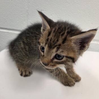 Scabbers -  Domestic Short Hair Cat for Adoption in Chattanooga, Tennessee - Scabbers | PetCurious