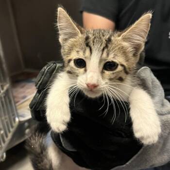 Jacaerys -  Domestic Short Hair Cat for Adoption in Edinburg, Texas - Jacaerys | PetCurious