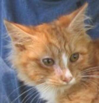 Faith bonded to Dolly -  Maine Coon and Domestic Long Hair Cat for Adoption in Paris, Kentucky - Faith Bonded To Dolly | PetCurious