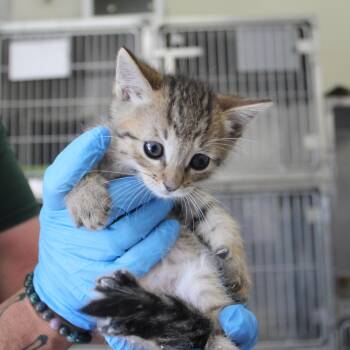 Domestic Short Hair Cats Available for Adoption in Yucca Valley, California - Figaro | PetCurious