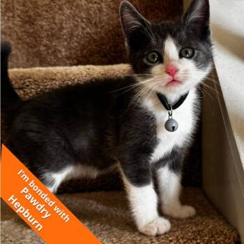 Joe -  Domestic Short Hair Cat for Adoption in Pleasant Hill, California - Joe | PetCurious