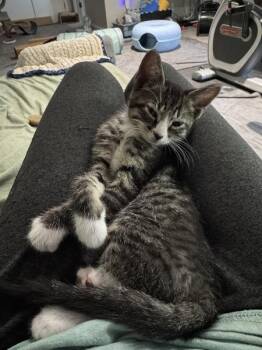 Colby Jack (with Bleu Cheese) -  Domestic Short Hair Cat for Adoption in Richmond, Virginia - Colby Jack (with Bleu Cheese) | PetCurious