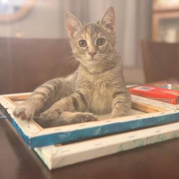 Farida -  Domestic Short Hair Cat for Adoption - Farida | PetCurious
