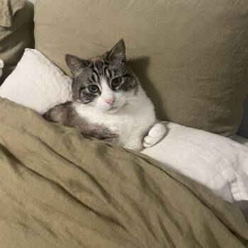 Jax -  Siamese Cat for Adoption in Goleta, California - Jax | PetCurious