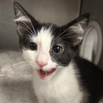 Polaris -  Domestic Medium Hair Cat for Adoption in Charleston, West Virginia - Polaris | PetCurious