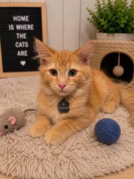 lucas -  Domestic Medium Hair Cat for Adoption in Dalton, Georgia - Lucas | PetCurious