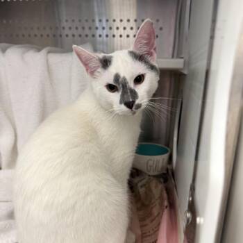 Domestic Short Hair Cats Available for Adoption in Pittsburgh, Pennsylvania - Borka | PetCurious