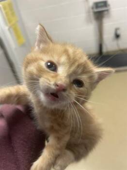 Domestic Short Hair Cats Available for Adoption in Easton, Maryland - ROWLING | PetCurious