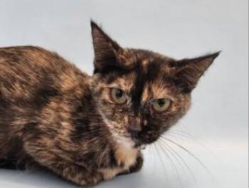 Sadie -  Domestic Short Hair Cat for Adoption in Golden Valley, Minnesota - Sadie | PetCurious